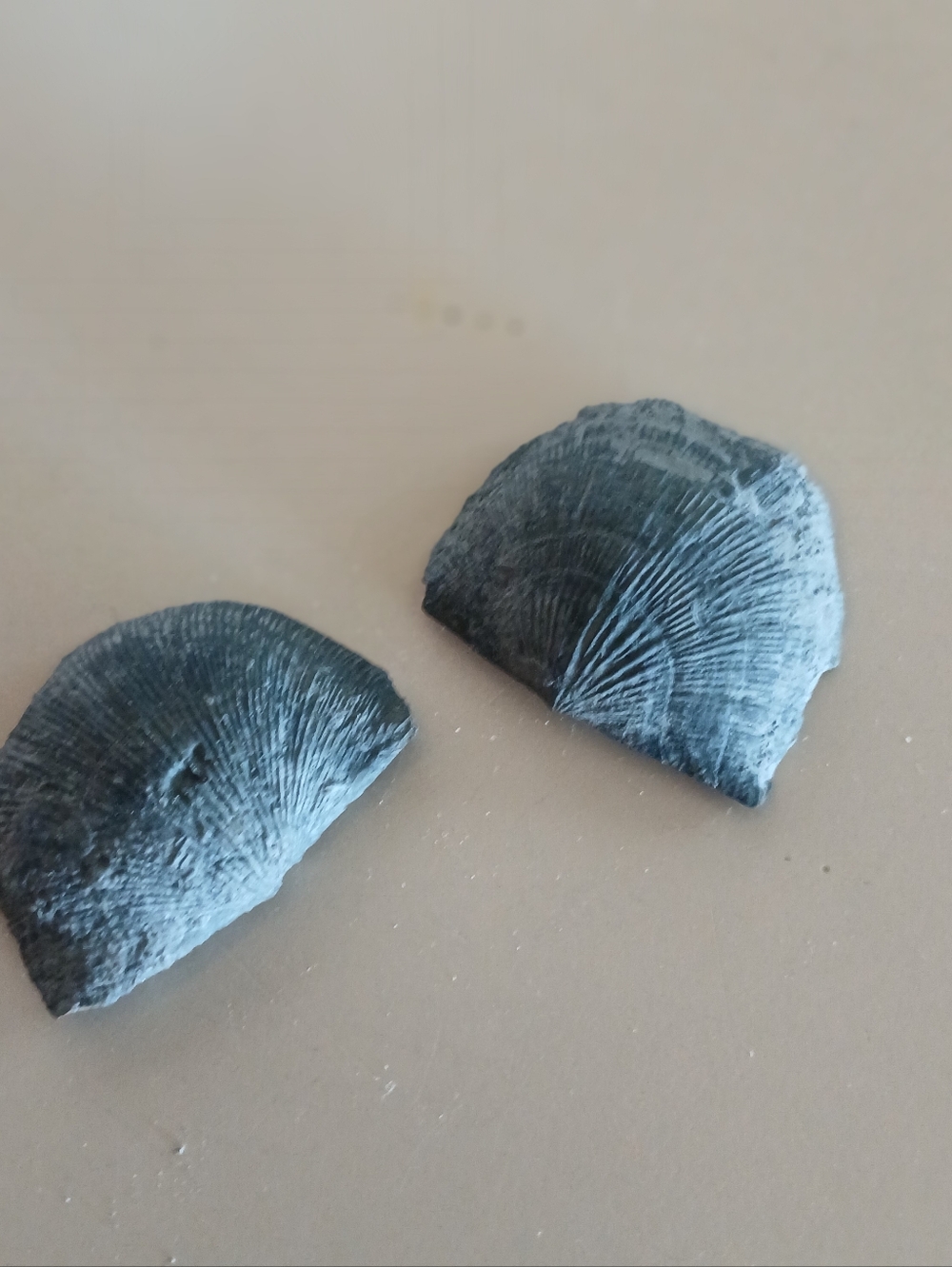 Fossil Collection - Picture 16 of 16